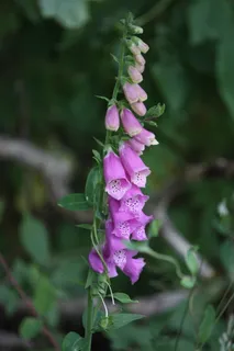 毛地黄,花园,夏天,自然,花,植物,紫色,开花植物 毛地黄,花园,夏天,自然,花,植物,紫色,开花植物