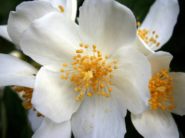 夏茉莉，鲍尔茉莉，假橙，茉莉，欧洲哨子灌木，淡色哨子灌木，philadelphus Coronal，温室绣球花