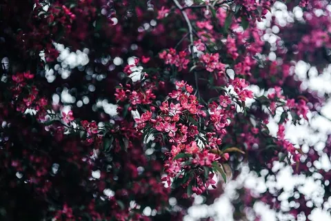 可爱的粉色花朵从树枝上盛开 可爱的粉色花朵从树枝上盛开