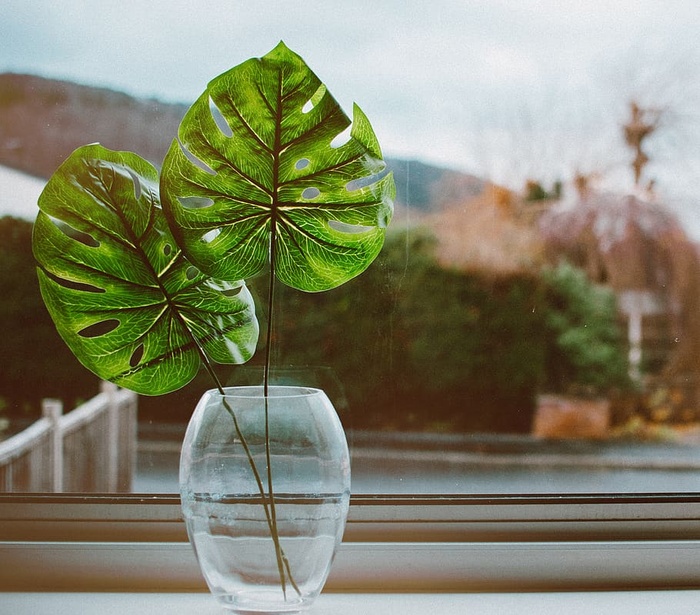 植物特写照片