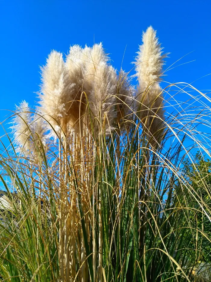 selloana，自然，植物，花园，竹子草编辑此页面，草，观赏植物，春天