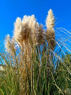 selloana，自然，植物，花园，竹子草编辑此页面，草，观赏植物，春天