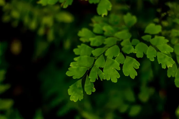 陶器，花瓶，罐子，植物，叶子，欧芹，盆栽植物，绿色