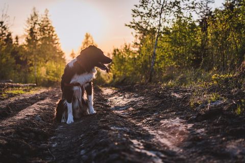 捷克, vendryně, 动物, 边境牧羊犬, 爱, 自然, 树, 森林