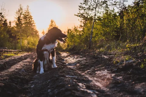 捷克, vendryně, 动物, 边境牧羊犬, 爱, 自然, 树, 森林 捷克, vendryně, 动物, 边境牧羊犬, 爱, 自然, 树, 森林