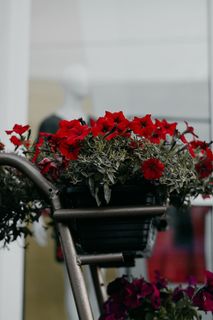 红色罂粟的特写摄影