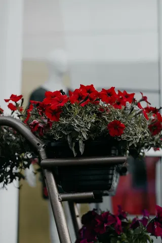 红色罂粟的特写摄影