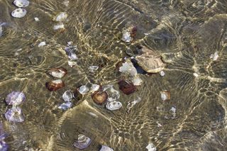 水下，夏天，贝壳，海滩，海洋，海洋，水，海滨