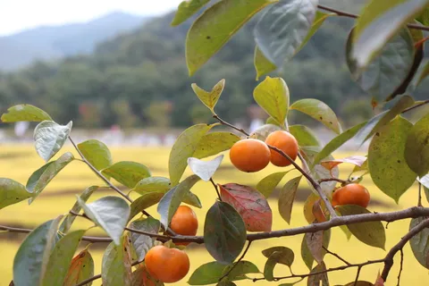 柿子,秋天,水果,收获,健康饮食,叶子,食物,食品和饮料 柿子,秋天,水果,收获,健康饮食,叶子,食物,食品和饮料