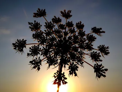 欧芹、香草、植物、太阳、日落、树木、天空、大自然之美 欧芹、香草、植物、太阳、日落、树木、天空、大自然之美