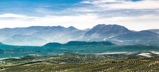 照片，山，绿色，森林，绿色森林，景观，橄榄树，橄榄树