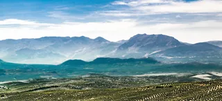 照片，山，绿色，森林，绿色森林，景观，橄榄树，橄榄树