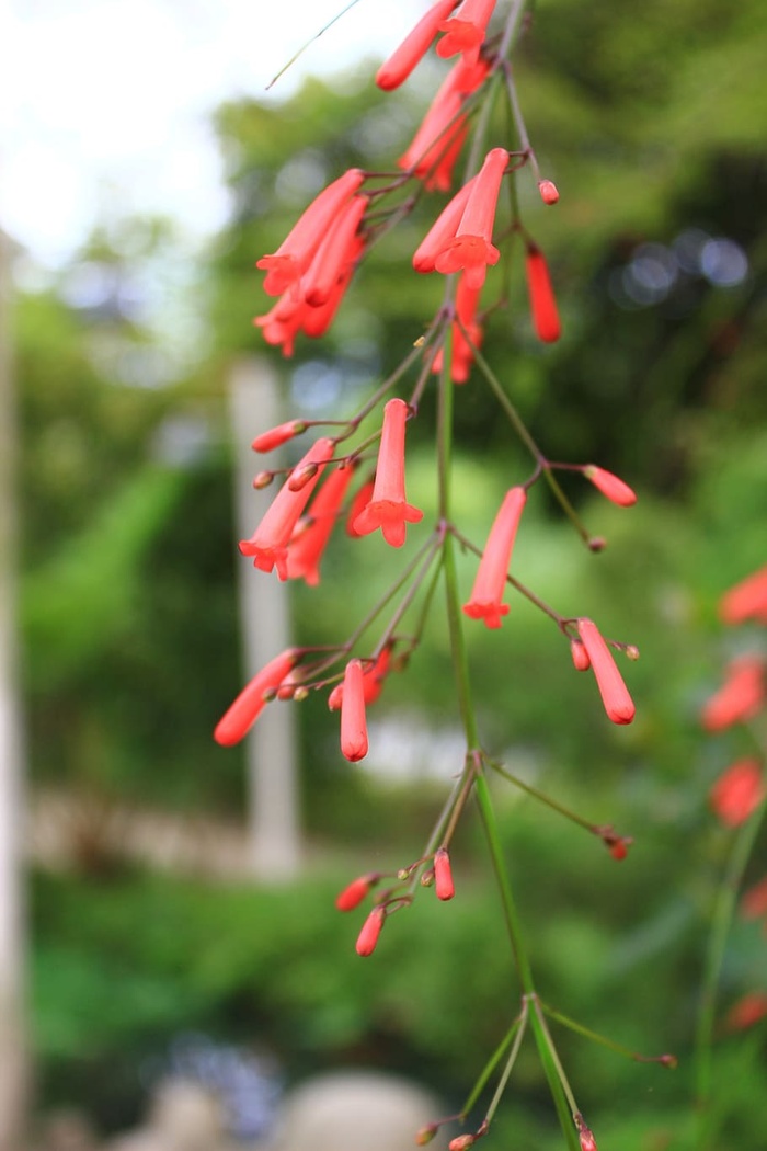 花卉、树木、景观、植物、生长、红色、自然之美、注重前景