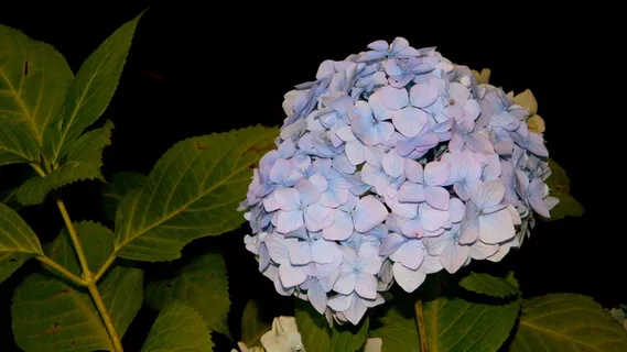 绣球花、蓝色、灌木、秋花、花序、花园围栏、农舍花园、开花植物