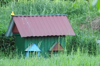 ul，帕西卡，蜜蜂，分布效应，养蜂，蜜蜂，昆虫，养蜂
