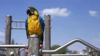 动物，鸟类，多彩，多彩，金刚鹦鹉，栖息，自然，鹦鹉