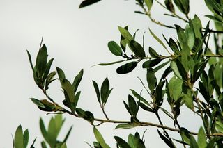 绿叶树，天空，云，白，树，月桂叶，天气，云景