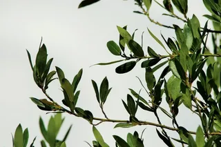 绿叶树，天空，云，白，树，月桂叶，天气，云景