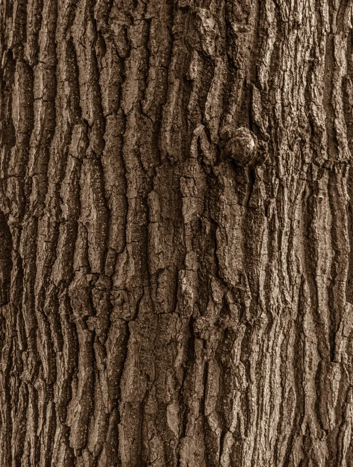 木材、纹理、森林、自然、资产、纹理、背景、全框架