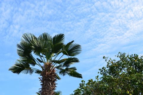 有外遇，木材，韩国，树木，植物，天空，生长，低角度视图