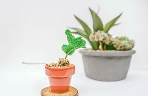 棕色，盆栽，绿色，叶状植物，木板，植物，花，花盆