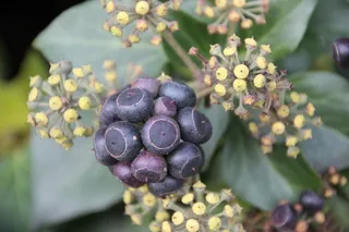 常春藤，伞形花序，水果，攀缘植物，水果，浆果，园林植物，缠绕