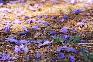 神奇, 紫色, 树, 美丽, 蓝花楹树, 比勒陀利亚, 约翰内斯堡, 南非