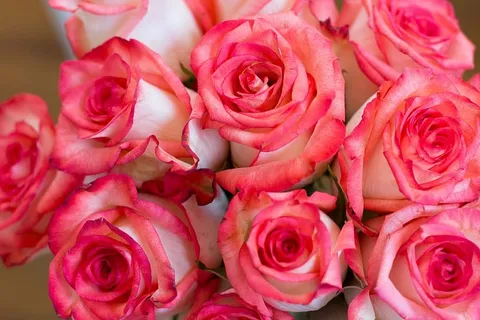 粉红玫瑰花束,玫瑰,花束,粉红,玫瑰-花,自然,花瓣,花 粉红玫瑰花束,玫瑰,花束,粉红,玫瑰-花,自然,花瓣,花