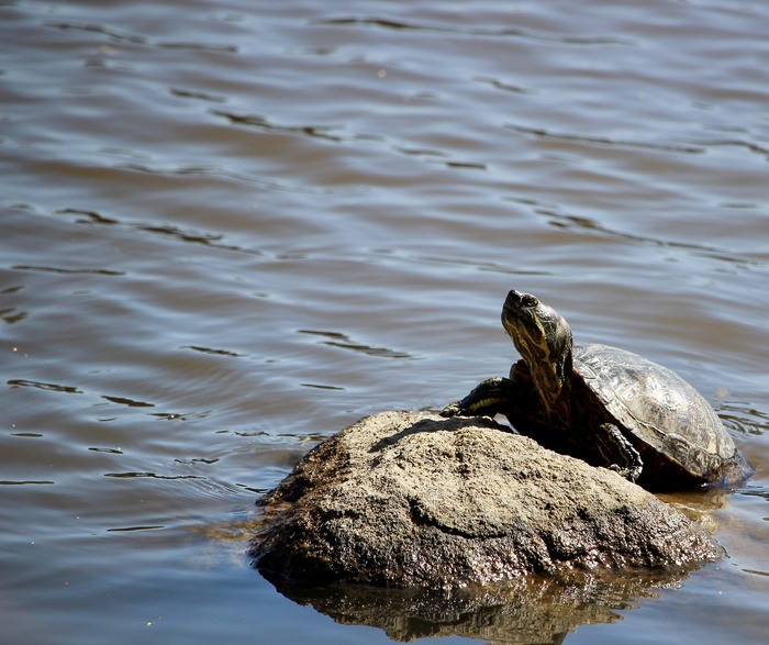 加拿大，温哥华，失落的泻湖，夏天，抬头，水，春天，海龟