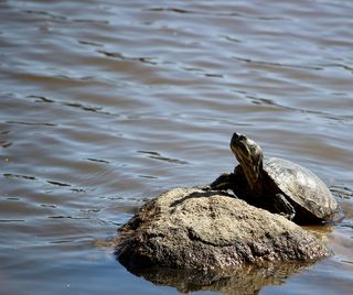 加拿大，温哥华，失落的泻湖，夏天，抬头，水，春天，海龟