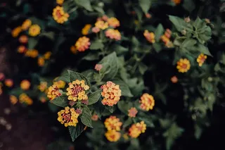 葡萄牙里斯本贝伦热带植物园