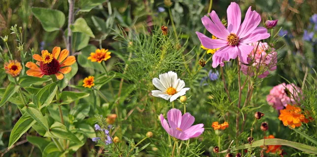 野花,草地,自然,夏天,花朵,花朵,尖花,植物群 野花,草地,自然,夏天,花朵,花朵,尖花,植物群