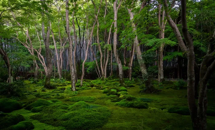 森林墙纸，苔藓森林，白天，树木，林地，森林，绿色，灌木丛