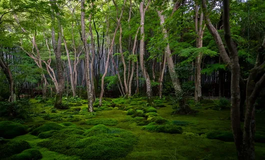森林墙纸,苔藓森林,白天,树木,林地,森林,绿色,灌木丛 森林墙纸,苔藓森林,白天,树木,林地,森林,绿色,灌木丛
