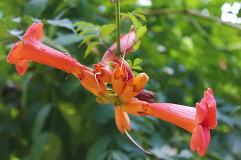 花,斯坦,开花,开花,橙色,钟形,自然,像钟 花,斯坦,开花,开花,橙色,钟形,自然,像钟