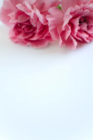 平铺，粉色，桌面，白色，植物