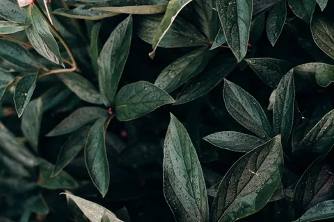 绿叶植物的特写照片 绿叶植物的特写照片