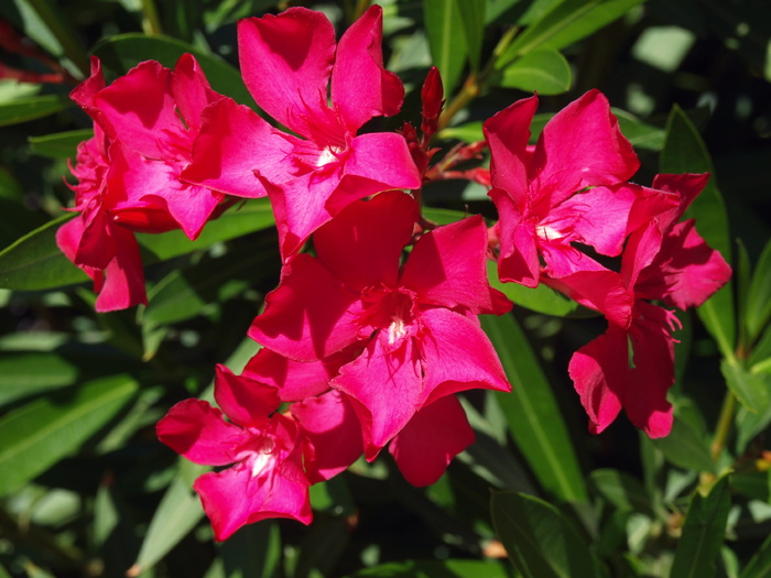 花卉，带花灌木，开花，植物，花枝，枝丛，花瓣，植物学