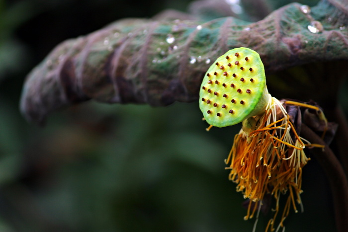 莲花、睡莲、自然、绿色、湖泊、植物、水生、自然