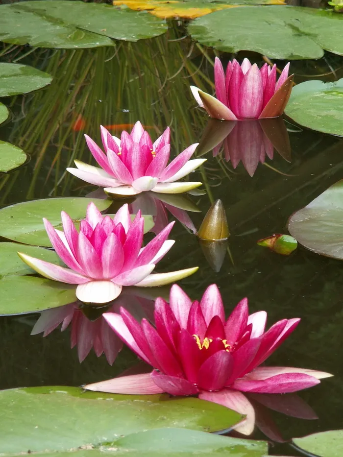 四朵，粉红色，带花瓣的花，百合荚，水的身体，睡莲，白天，睡莲