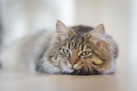 棕色地板上的灰斑猫 棕色地板上的灰斑猫
