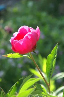 牡丹, 芍药, 粉红色, 花园, 开花植物, 花, 自然之美, 新鲜 牡丹, 芍药, 粉红色, 花园, 开花植物, 花, 自然之美, 新鲜