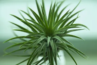 肉质，绿色，花卉，植物，塔比莎，迷你盆栽，自然，肉质植物