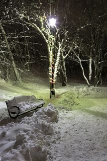 公园里的圣诞灯