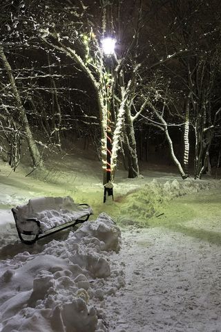 公园里的圣诞灯