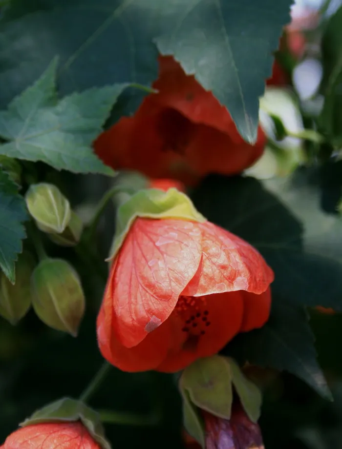 花朵，芙蓉，红色，钟形，花蕾，浅绿色，娇嫩，珍贵