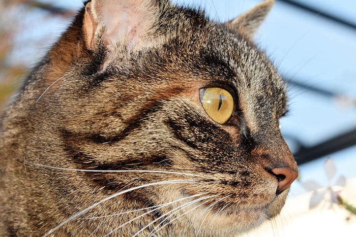 棕猫的选择性聚焦摄影