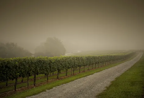 路边绿树成荫 路边绿树成荫