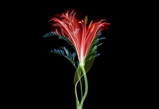 盛开的红色和绿色花卉壁纸