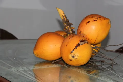 斯里兰卡, 皮拉纳, 9 省务虚会, 椰子水, 阿育吠陀, 热带, 椰子, 食品 斯里兰卡, 皮拉纳, 9 省务虚会, 椰子水, 阿育吠陀, 热带, 椰子, 食品